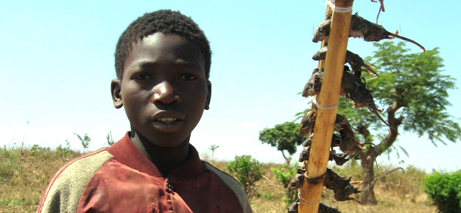 Malawian boy holding rats on a stick